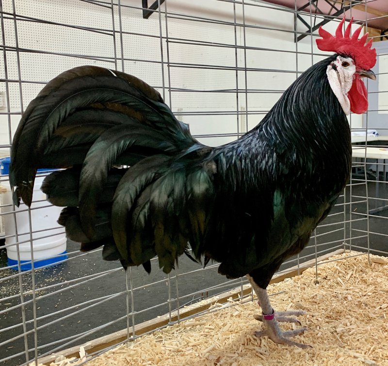 Overview of jugar chicken road Overview of jugar chicken road